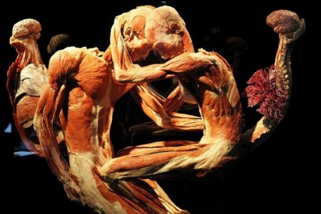 Body Worlds Showcasing Real Human Cadavers 21 Body Worlds Showcasing Real Human Cadavers