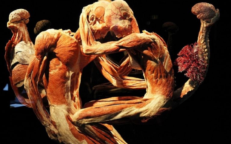 Body Worlds Showcasing Real Human Cadavers