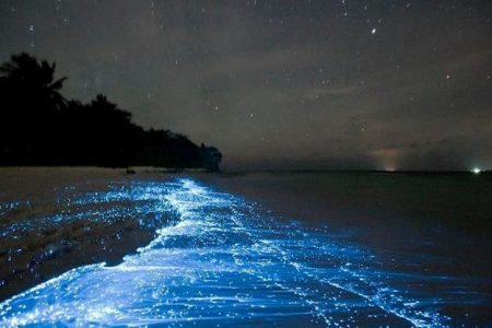 Incredible Natural Event on Maldives Beaches 104 Incredible Natural Event on Maldives Beaches