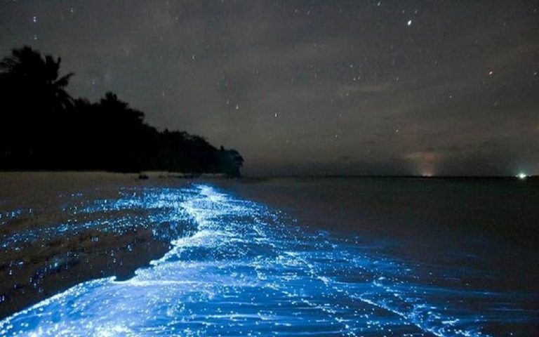 Incredible Natural Event on Maldives Beaches 42 Incredible Natural Event on Maldives Beaches