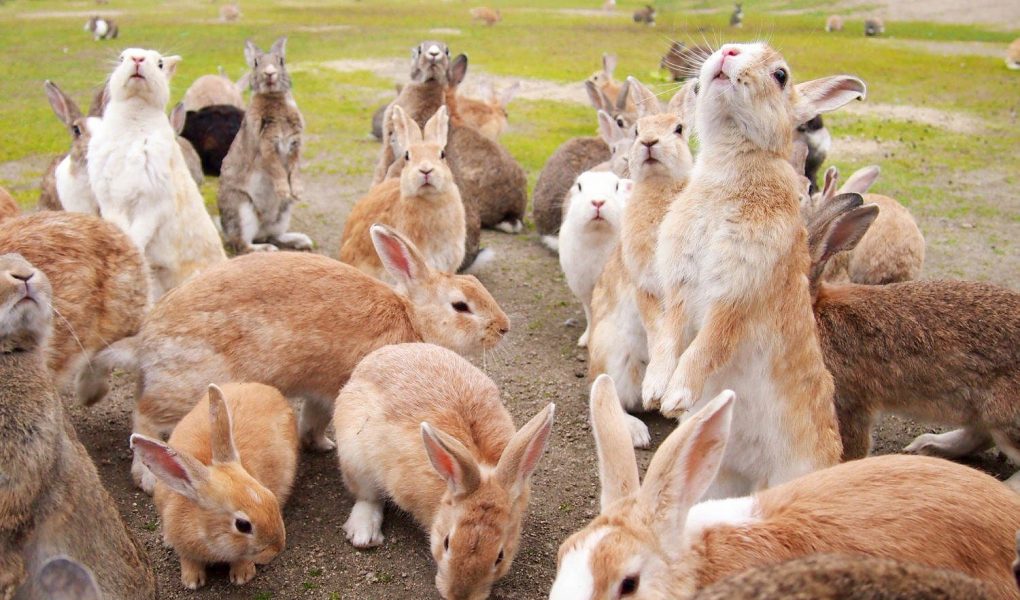 The Dark Past of the Cute Island Only Inhabited by Rabbits 1 The Dark Past of the Cute Island Only Inhabited by