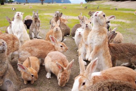 The Dark Past of the Cute Island Only Inhabited by Rabbits 17 The Dark Past of the Cute Island Only Inhabited by