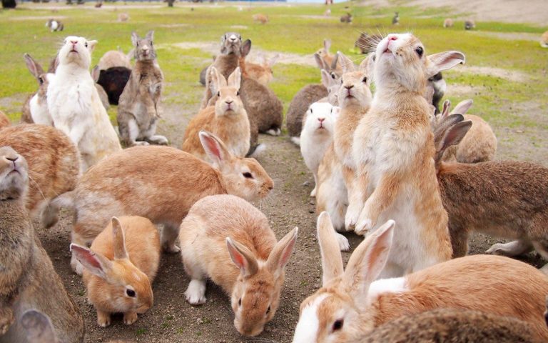 The Dark Past of the Cute Island Only Inhabited by Rabbits 30 The Dark Past of the Cute Island Only Inhabited by