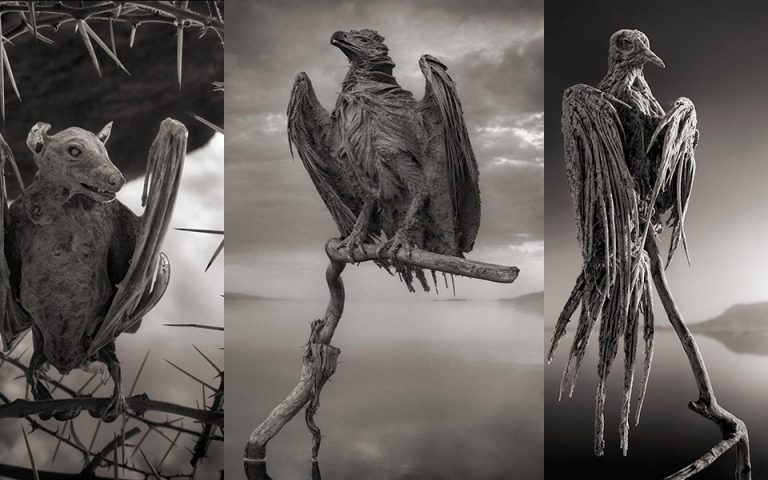 The Mystery of Lake Natron That Turns Living Beings into Stone 39 The Mystery of Lake Natron That Turns Living Beings into