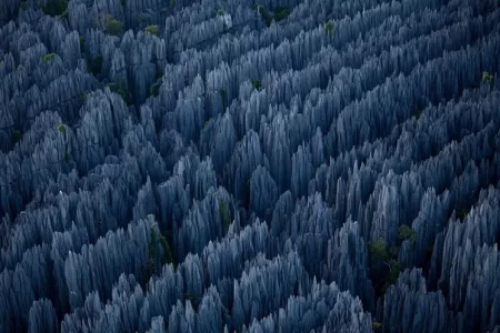 The World's Most Interesting National Park; Stone Forest 55 The Worlds Most Interesting National Park Stone Forest.webp