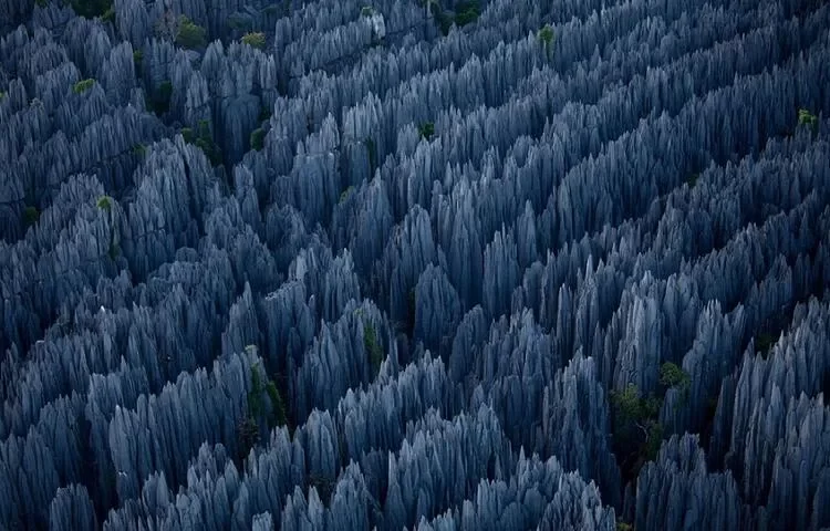 The World's Most Interesting National Park; Stone Forest 179 The Worlds Most Interesting National Park Stone Forest.webp