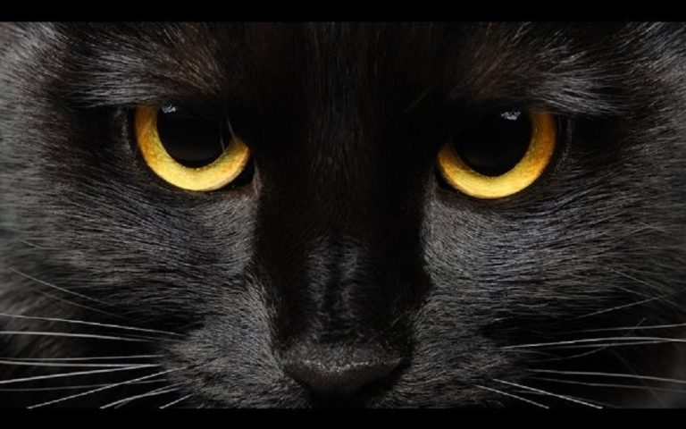 The Worlds Weirdest Superstitions