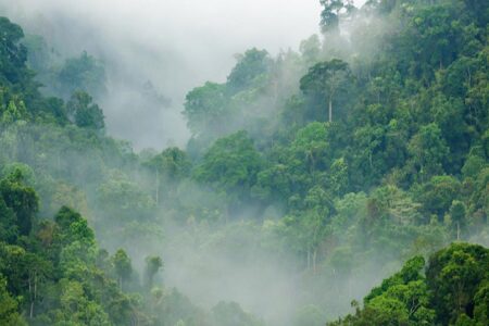 Unexplained Discoveries Deep in the Amazon Jungle 130 Unexplained Discoveries Deep in the Amazon Jungle