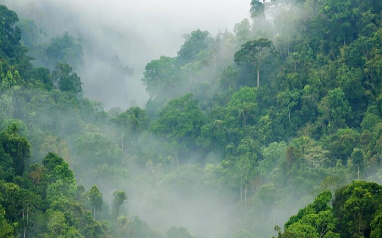 Unexplained Discoveries Deep in the Amazon Jungle 3 Unexplained Discoveries Deep in the Amazon Jungle