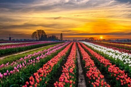 Incredible Beauties That Can Be Seen Only In Spring In Turkey 120 Incredible Beauties That Can Be Seen Only In Spring In