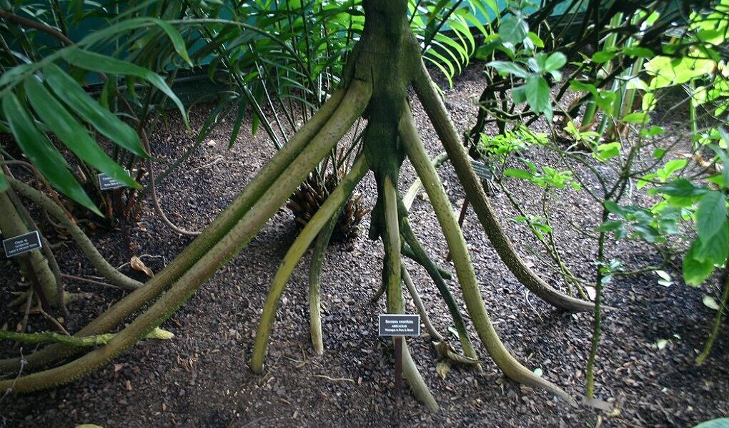Nature's Amazing Miracle Walking Trees 1 Natures Amazing Miracle Walking Trees