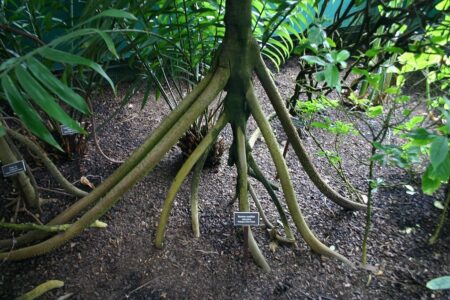 Nature's Amazing Miracle Walking Trees 149 Natures Amazing Miracle Walking Trees