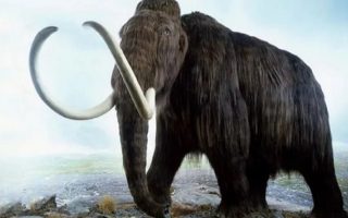 30,000-Year-Old Mammoth Discovered! How Did the Mammoths Exist? 3 30000 Year Old Mammoth Discovered How Did the Mammoths Exist