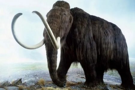 30,000-Year-Old Mammoth Discovered! How Did the Mammoths Exist? 10 30000 Year Old Mammoth Discovered How Did the Mammoths Exist
