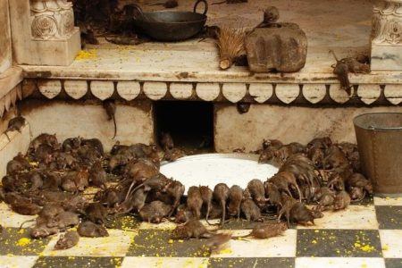 Karni Mata Temple, Where Rats Are Sacred 224 Karni Mata Temple Where Rats Are Sacred