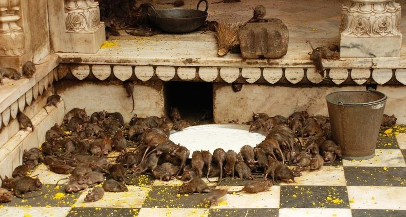 Karni Mata Temple, Where Rats Are Sacred 1 Karni Mata Temple Where Rats Are Sacred