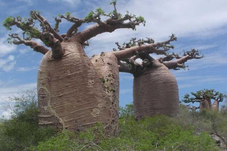 Baobab, the Tree of Life Believed to Extend Life 185 Baobab the Tree of Life Believed to Extend Life