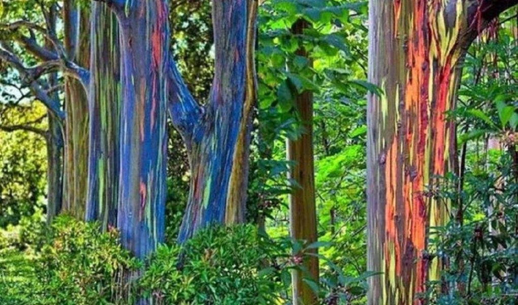 Nature's Miracle Rainbow Trees - Explorer 1 Natures Miracle Rainbow Trees Explorer
