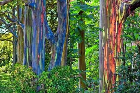 Nature's Miracle Rainbow Trees - Explorer 203 Natures Miracle Rainbow Trees Explorer