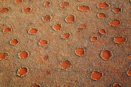 The Secret of Fairy Rings Found in the Namib Desert 185 The Secret of Fairy Rings Found in the Namib Desert.webp
