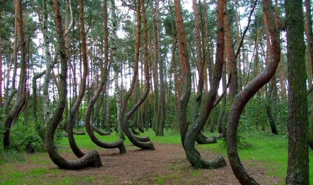 Poland's Unsolved Curved Forest 1 Polands Unsolved Curved Forest