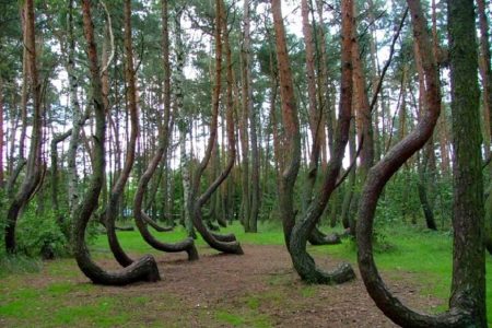 Poland's Unsolved Curved Forest 162 Polands Unsolved Curved Forest
