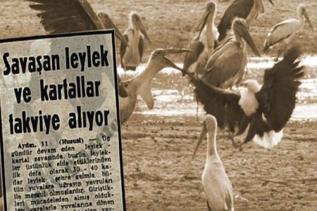 The Historical Bloody War of Eagles and Storks 230 The Historical Bloody War of Eagles and Storks