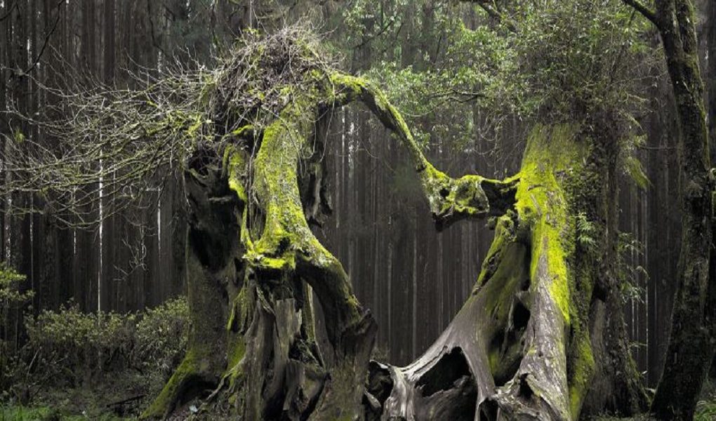 Transylvania's Mysterious Forest Hoia Baciu 1 Transylvanias Mysterious Forest Hoia Baciu