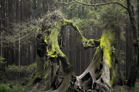 Transylvania's Mysterious Forest Hoia Baciu 34 Transylvanias Mysterious Forest Hoia Baciu