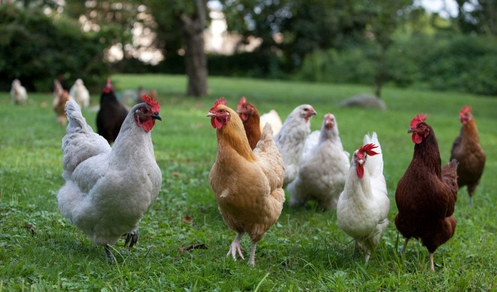 Yumurta Üretimini Arttıran Tavuk Yemi 1 Chicken Feed Increasing Egg Production