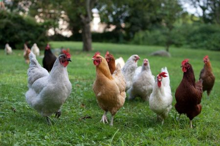 Yumurta Üretimini Arttıran Tavuk Yemi 151 Chicken Feed Increasing Egg Production