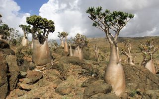 Socotra Island with Extraterrestrial View 6 sokotra2