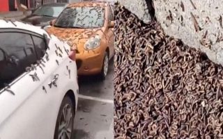 Incredible Event in China! Rain of Worms from the Sky 11 solucan