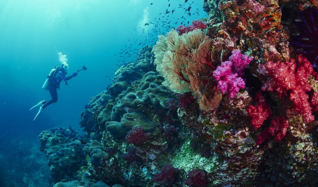Best Diving Spots in Turkiye 1 dalis noktalari1