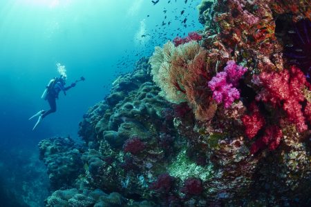 Best Diving Spots in Turkiye 604 dalis noktalari1