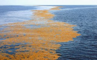The Only Sea in the World Without a Coast: Sargasso 20 Sargasso1