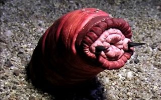 Mysterious Creature of the Gobi Desert: Mongolian Death Worm 5 dev solucan