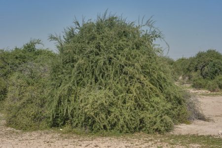 What is Garkat Tree? Hadith That Frightens the Jews 29 garkat agaci1 1024x681