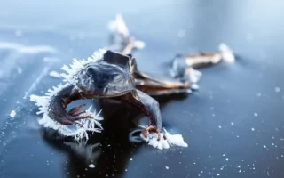 Nature's Most Interesting Creature That Freezes Your Heart in Winter: Alaskan Tree Frog 13 Alaska Agac Kurbagasi1 1024x576.webp