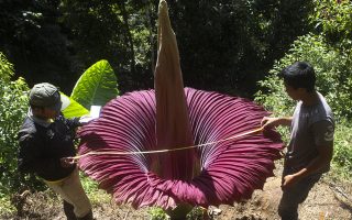 Titan Arum: Dazzling Corpse Flower 20 Titan Arum5