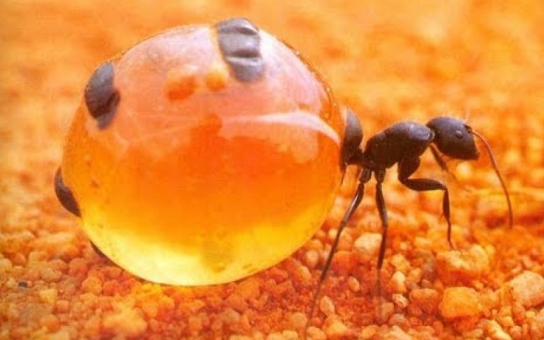 Honey Ants: Nature's Sweet Miracle and Edible Treasure 131 bal karincalari2