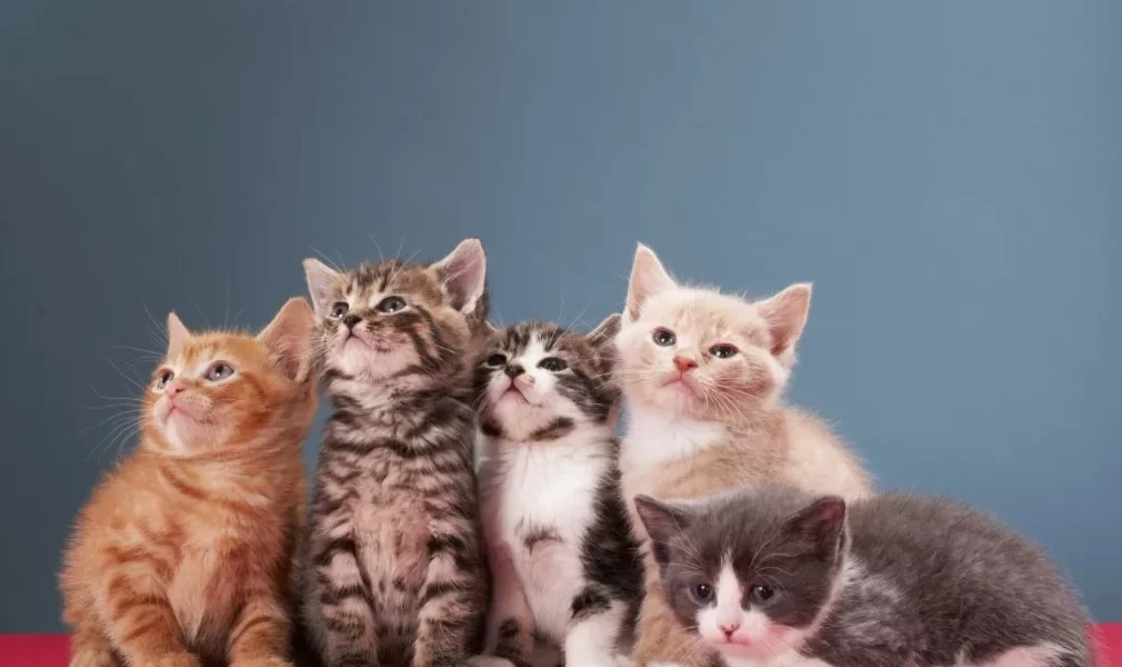 The Mystery God Gave to Cats: Their Importance in Islamic History and Their Benefits for Human Health 1 kedilerin gizemi2.webp