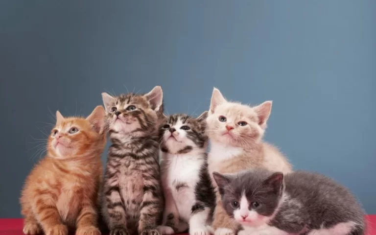 The Mystery God Gave to Cats: Their Importance in Islamic History and Their Benefits for Human Health 199 kedilerin gizemi2.webp
