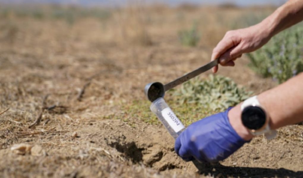 Valley Fever: Man-Eating Mushrooms! A New Epidemic That Will Affect the Whole World? 1 et yiyen mantar3 1024x685