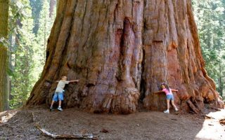 The World's Largest Tree: Surprising Features of Sequoia 9 sekoya3 1024x683