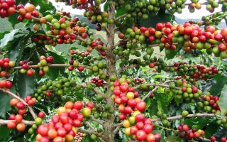 The Discovery of Coffee, Its Journey to Turkey and Its History 13 kahve7 1024x768