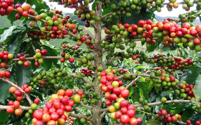The Discovery of Coffee, Its Journey to Turkey and Its History 181 kahve7 1024x768