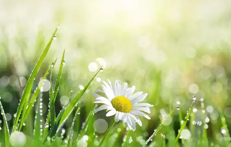 April Rain, a Source of Healing: Benefits, What Is It Good For, When Is It Collected? 71 nisan yagmuru6.webp