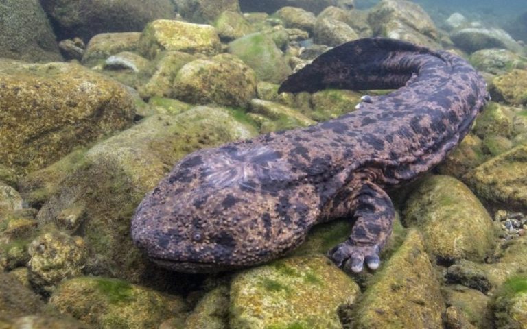 Living Fossil Chinese Giant Salamander: The World's Largest Amphibian 266 Cin dev semenderi2 1024x538