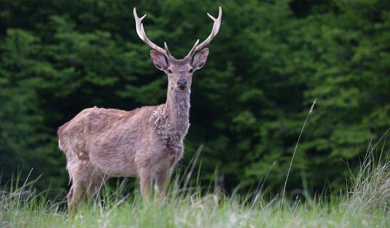 Disaster Warning from Scientists: Zombie Deer Disease is Spreading in the USA! 225 Zombi Geyik Hastaligi3